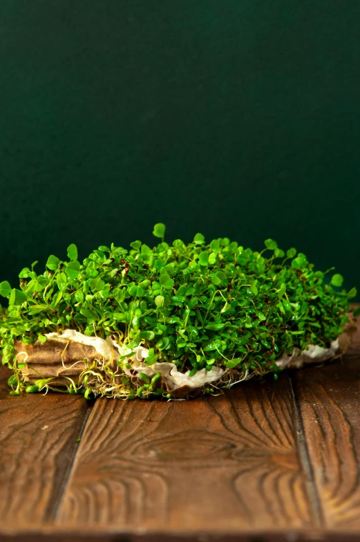 a pile of green alfalfa plants sit on the floor