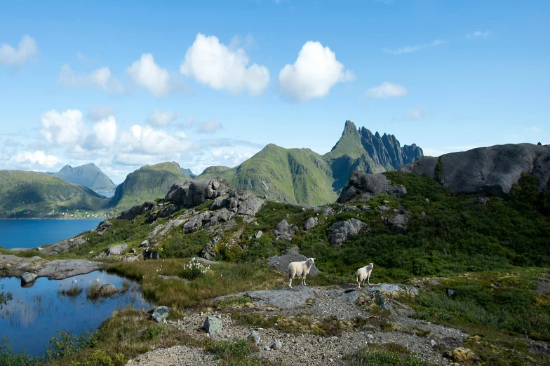 sheep stand on an open meadow, among mountains and lakes