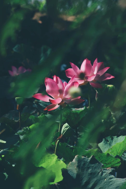 pink flowers and green leaves on the ground