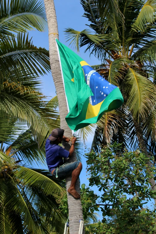 a man is in a palm tree with a flag