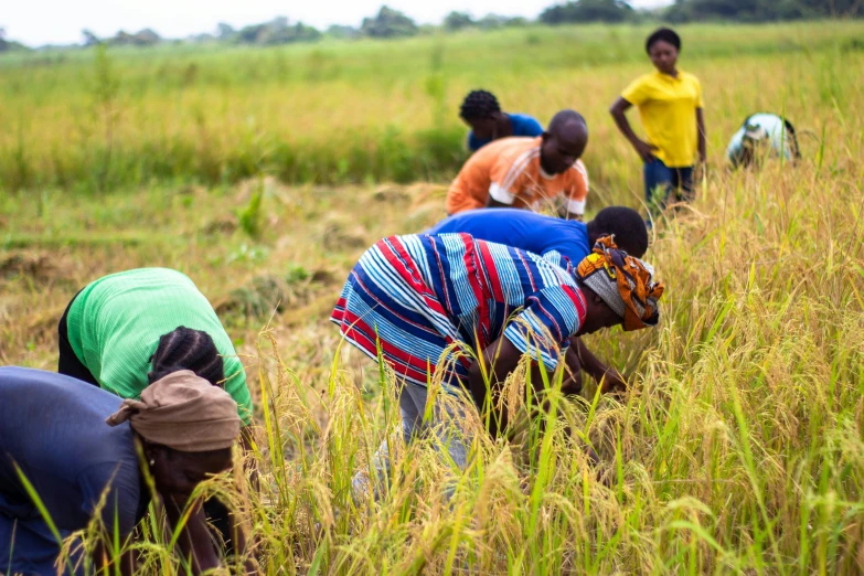 three people are picking plants in the field