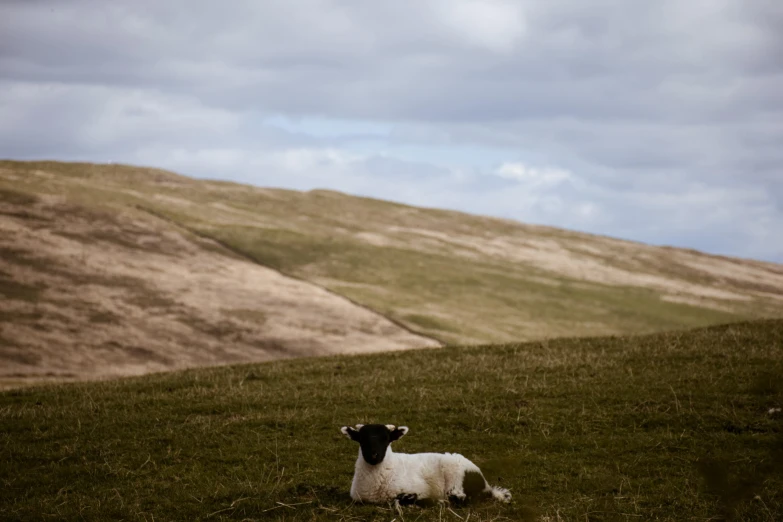 a goat with horns laying on the ground next to some grass