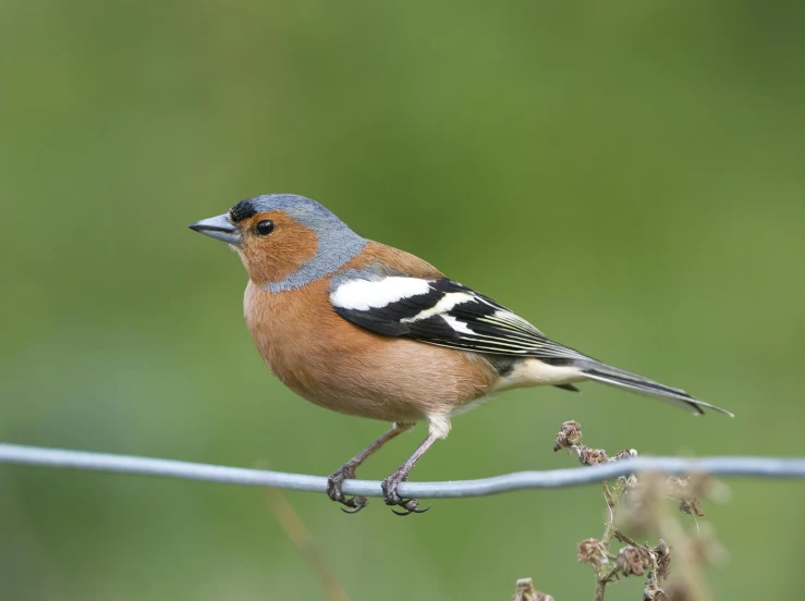 a small bird perched on a wire with grass