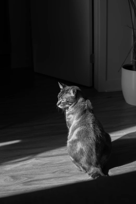 a black and white po of a cat