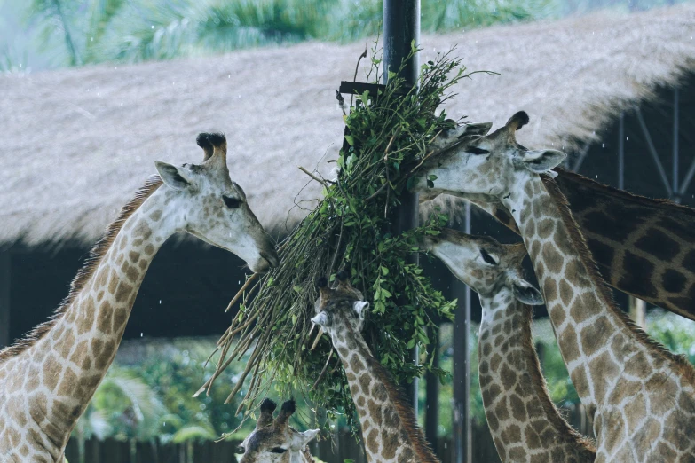 several giraffes eating plants in an enclosure