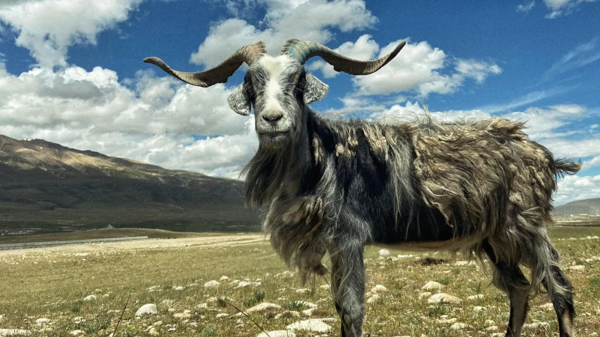 a long horn goat in a field with mountains in the background