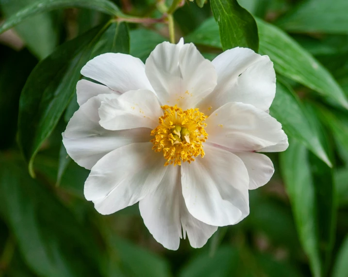 a large white flower with yellow center sitting on top of green leaves