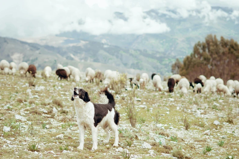 a dog watching cattle grazing in a field