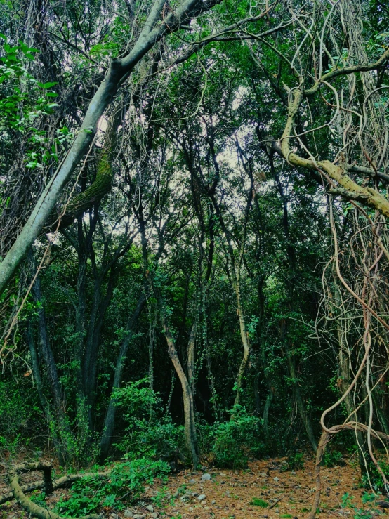 trees with sp nches, green grass and bushes