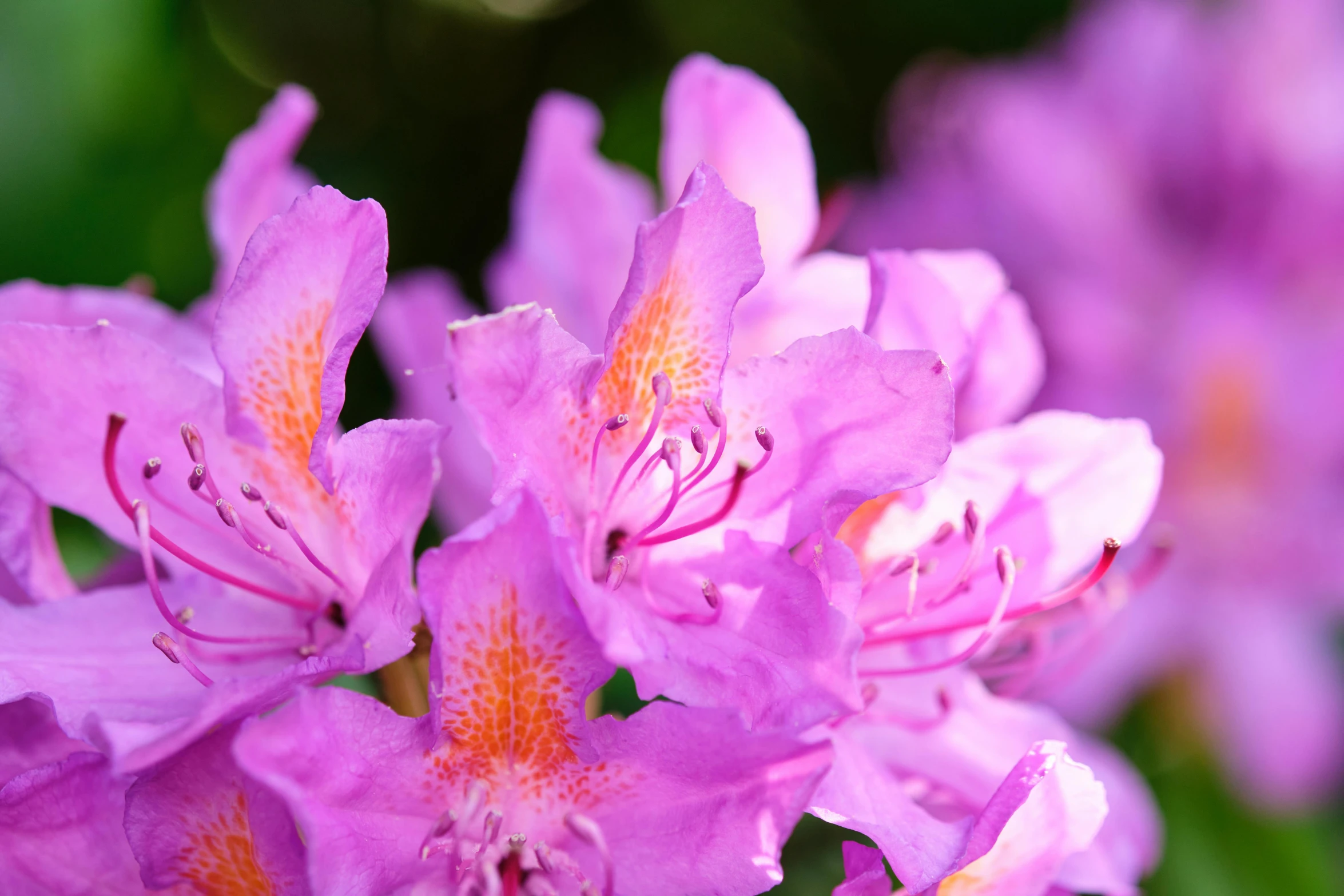 a close up of some purple flowers and the middle of the bloom