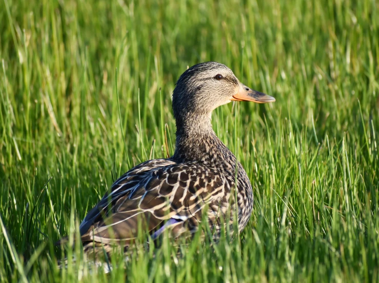 a duck that is sitting in some grass