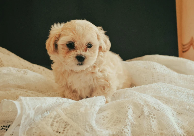 a little puppy sitting in the bed with an eye patch