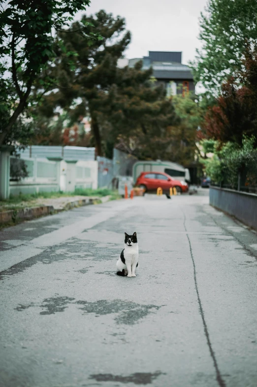 a black and white cat sitting on the side of a street