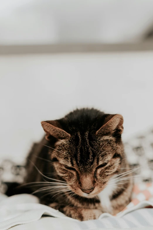 a grey and black cat laying on bedding next to sheets