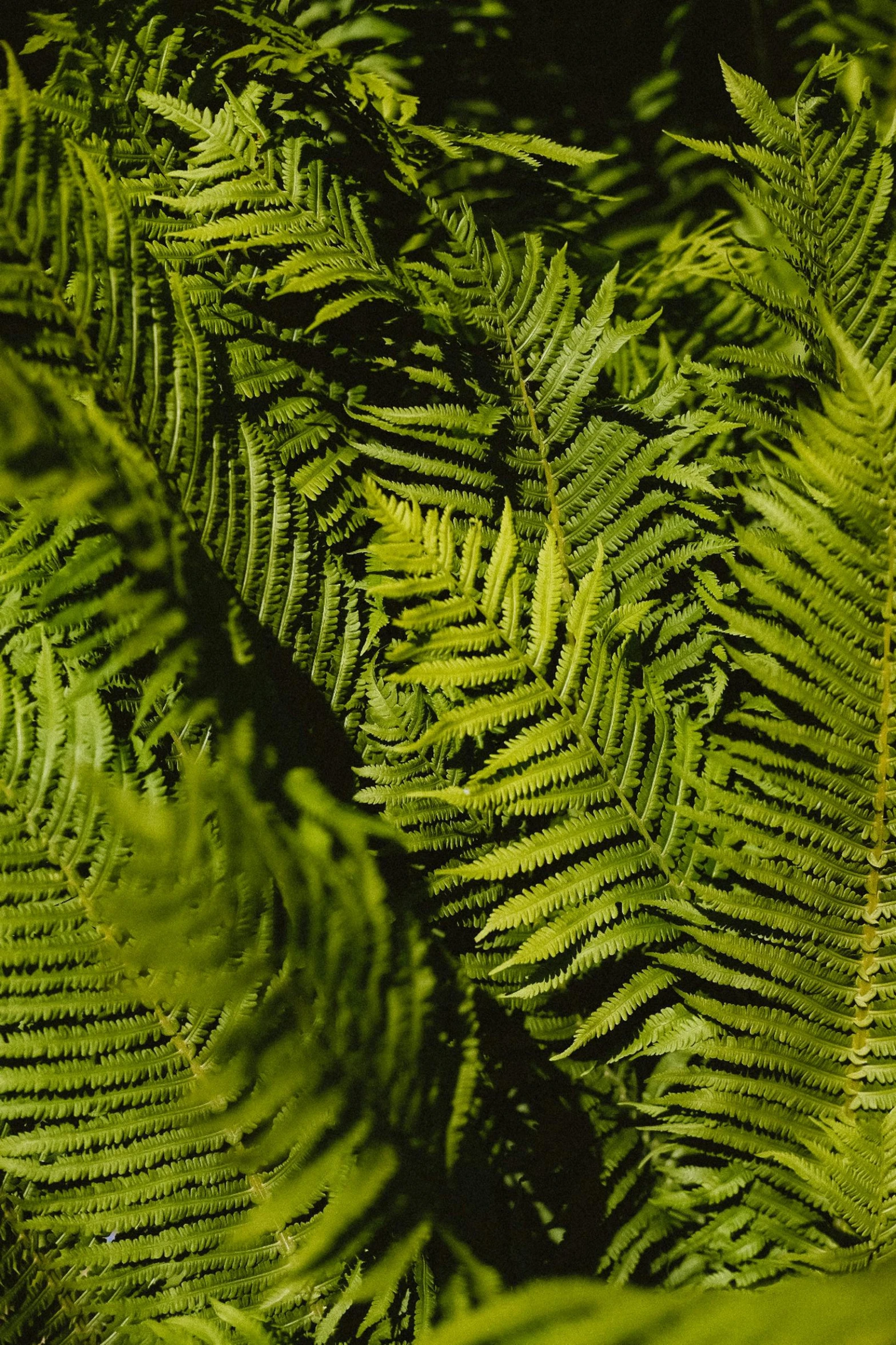 an extreme closeup view of fern leaves