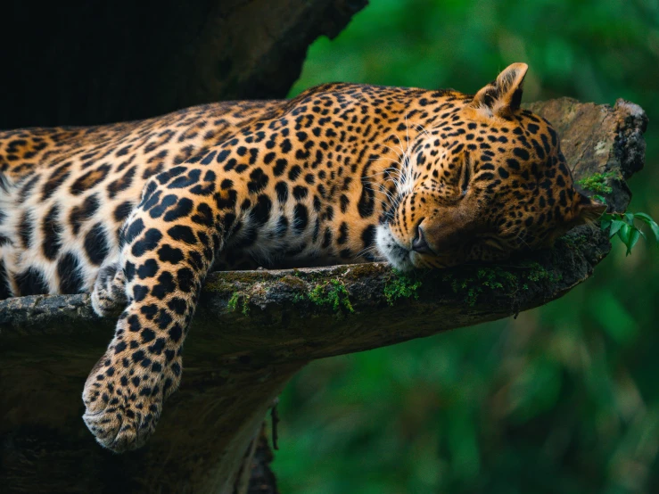 the leopard is laying down in the nches of a tree