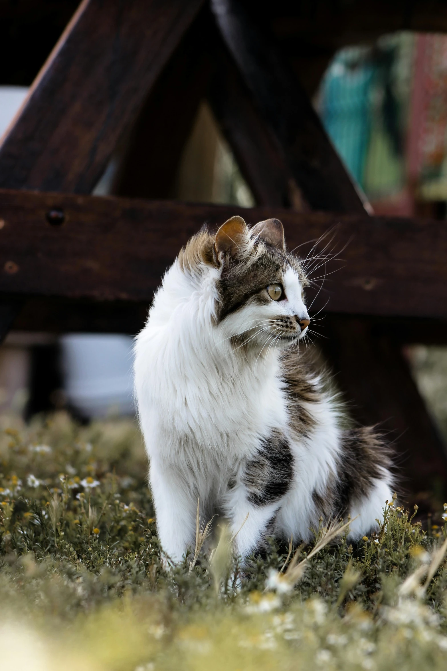 a cat standing in the grass staring at soing