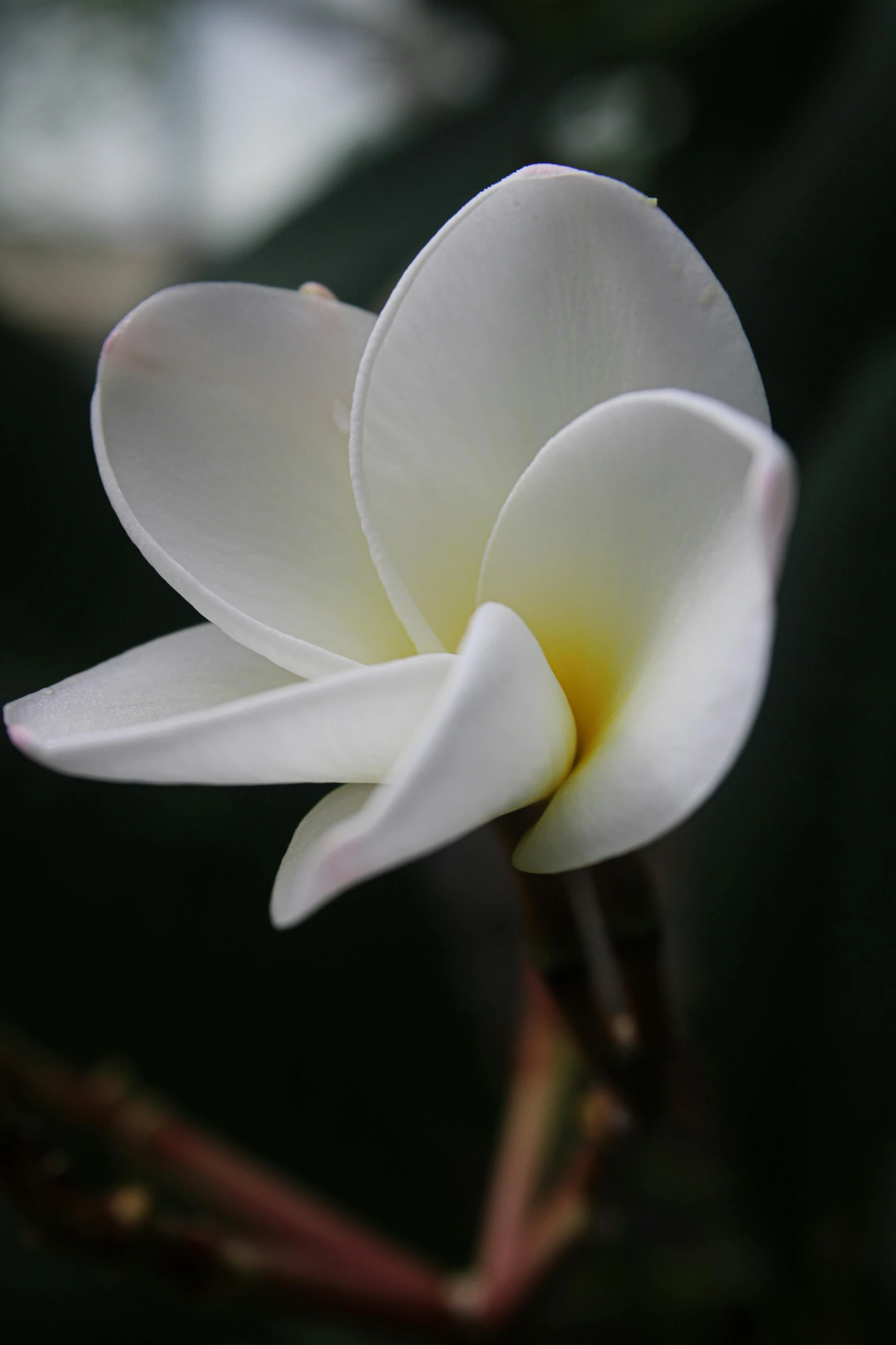 the flower on this tree is white