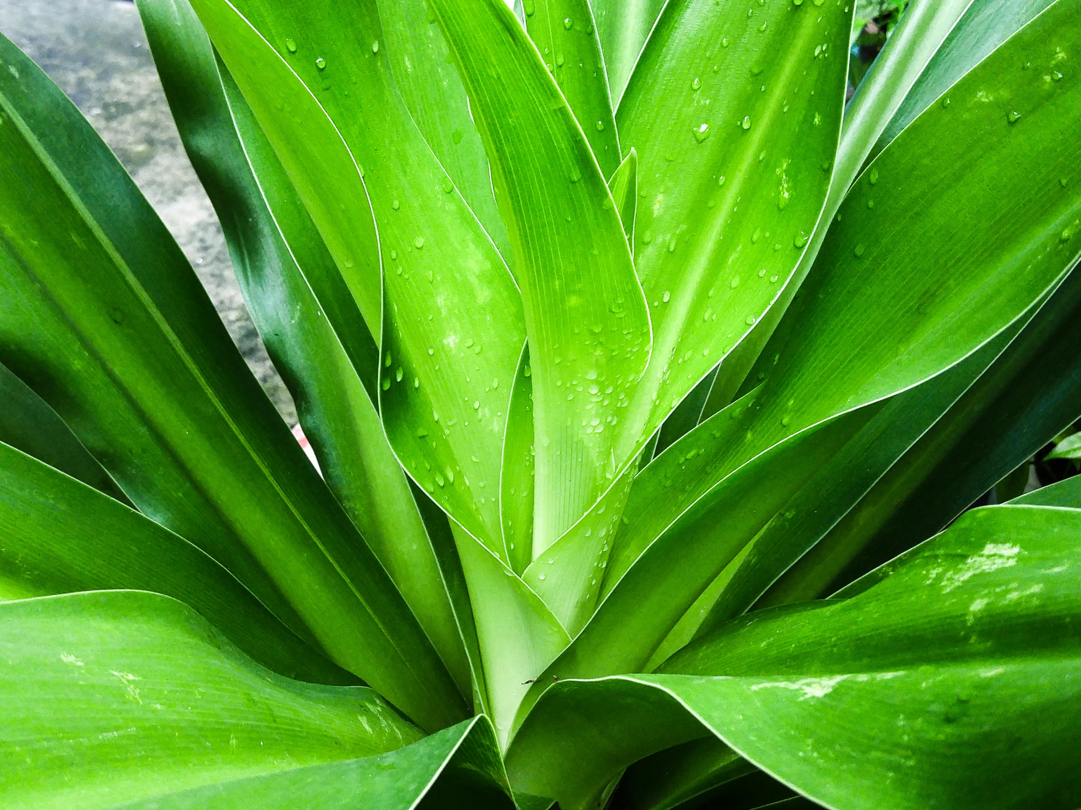 closeup of some green plants on a sunny day