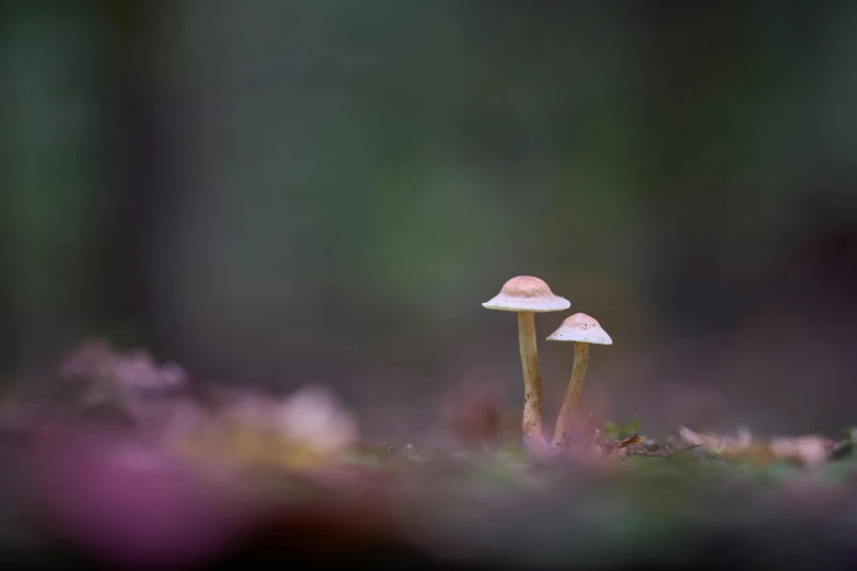 two little mushrooms are growing out of the ground