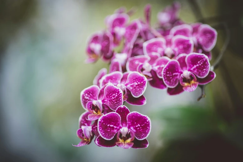 an image of purple flowers with green leaves