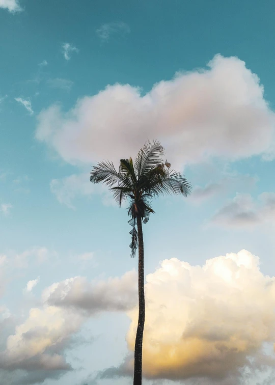 the tall palm tree is under the clouds