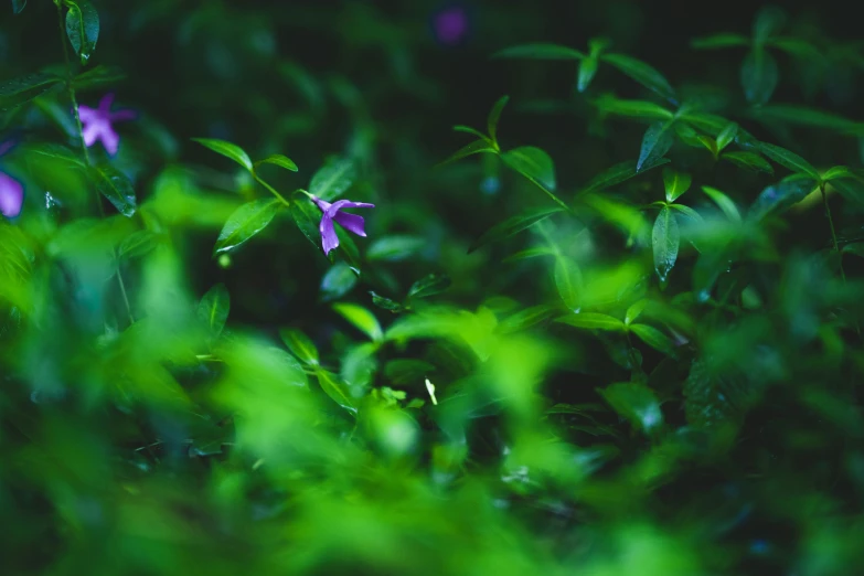 a closeup of purple flowers on some green leaves