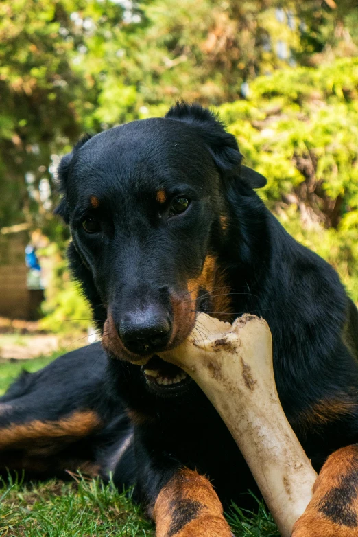 a big black dog chewing on a bone laying down in the grass