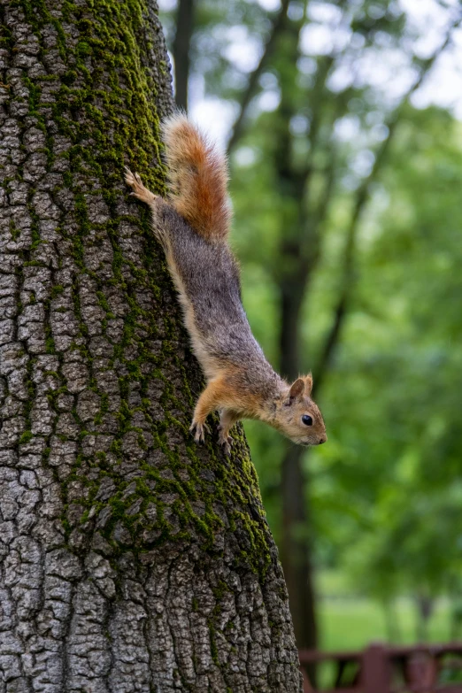 a small squirrel standing on the side of a tree