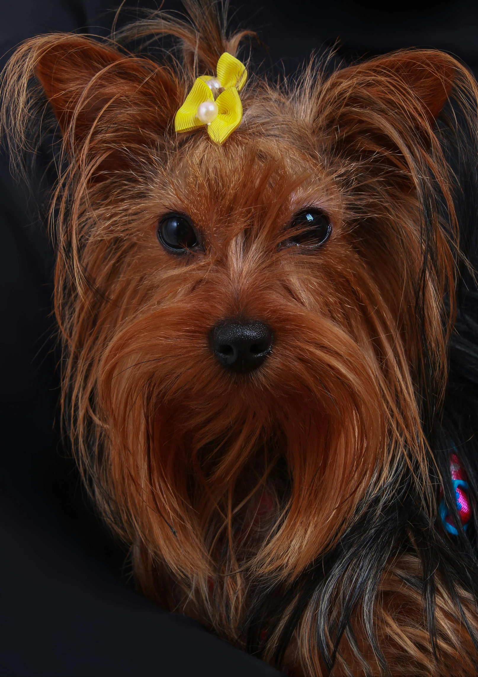 dog with a flower in its hair looking at the camera
