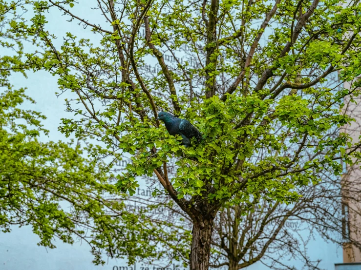 the bird is perched in the leafy tree outside