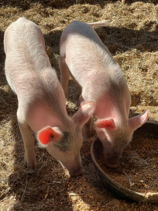 two piglings on the ground drinking out of a trough