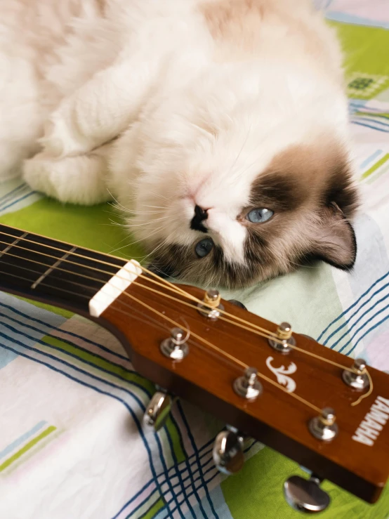 a cat lays on top of a guitar, playing it