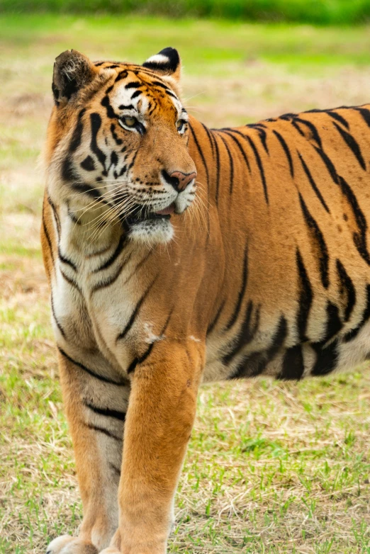 a tiger standing in a field, looking straight ahead