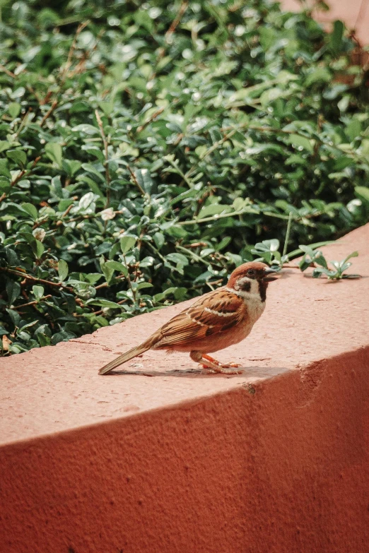 a small bird perched on a ledge by some vegetation