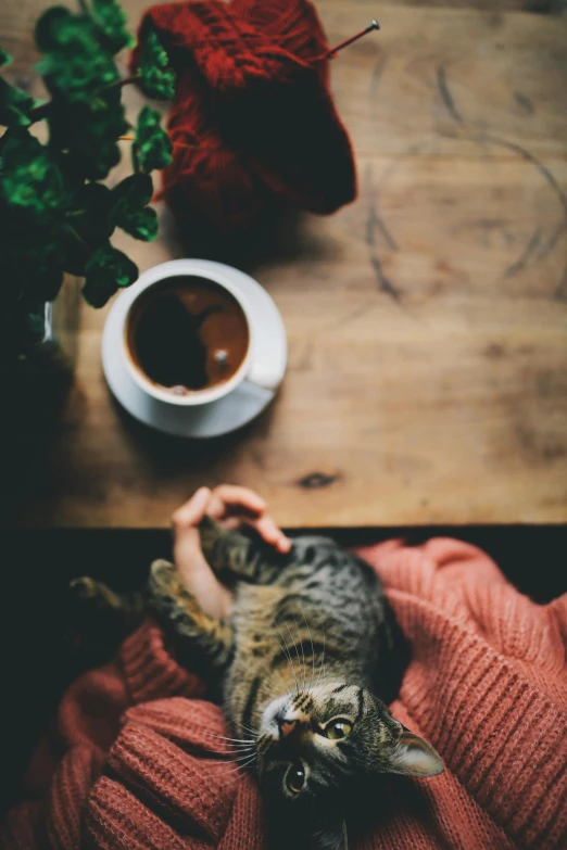 a person is holding their cat by a coffee cup
