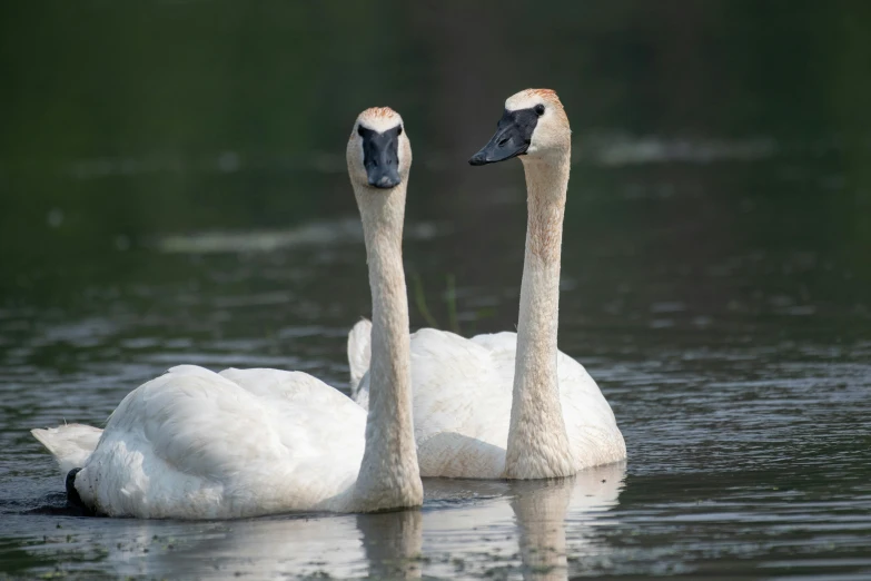 two geese are floating in the water together