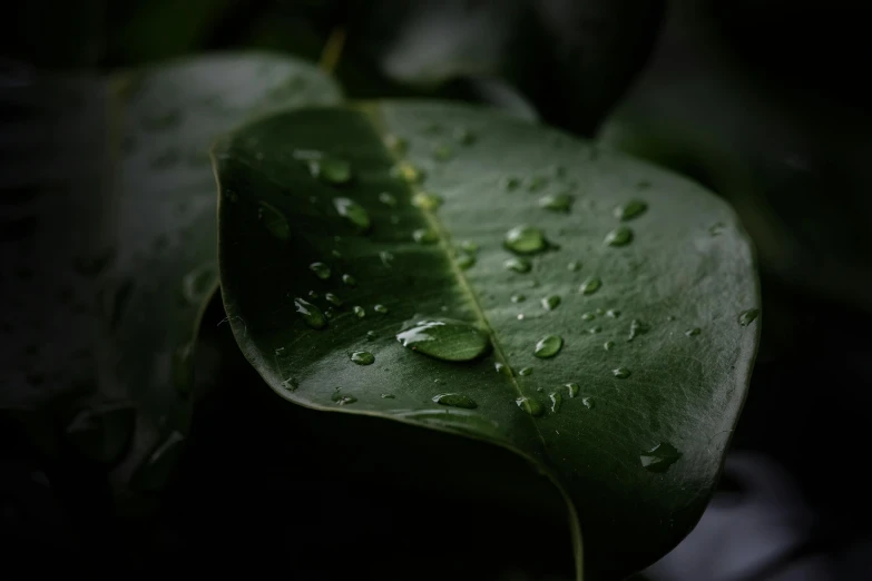 the green leaf is covered in drops of water