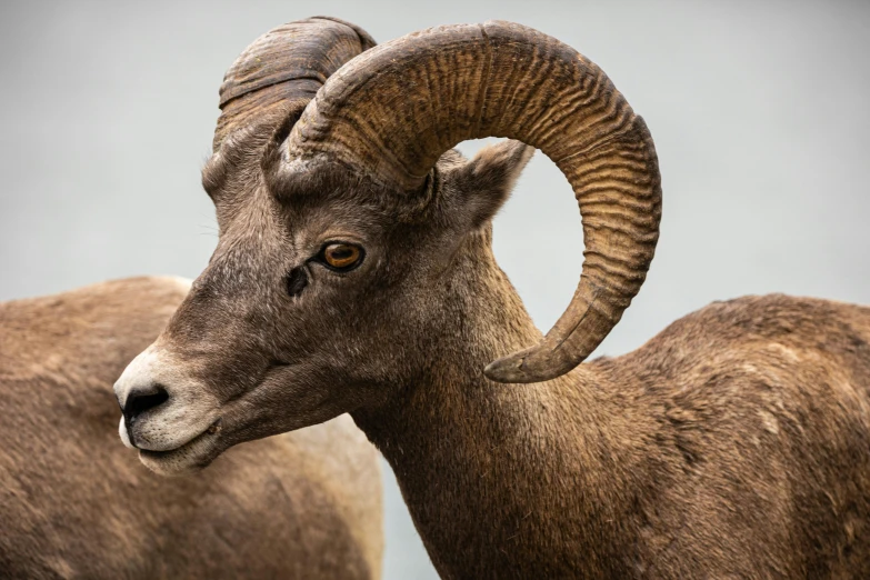 two goats with long horns are standing side by side