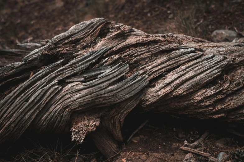 the top portion of a tree has been  from bark