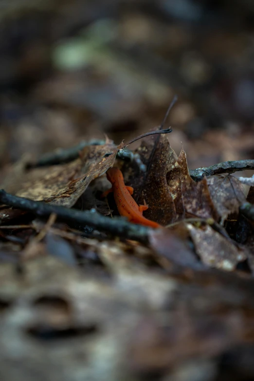 a red insect is sitting on top of some leaves