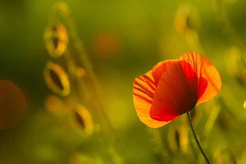 a single poppy flower is on the grass