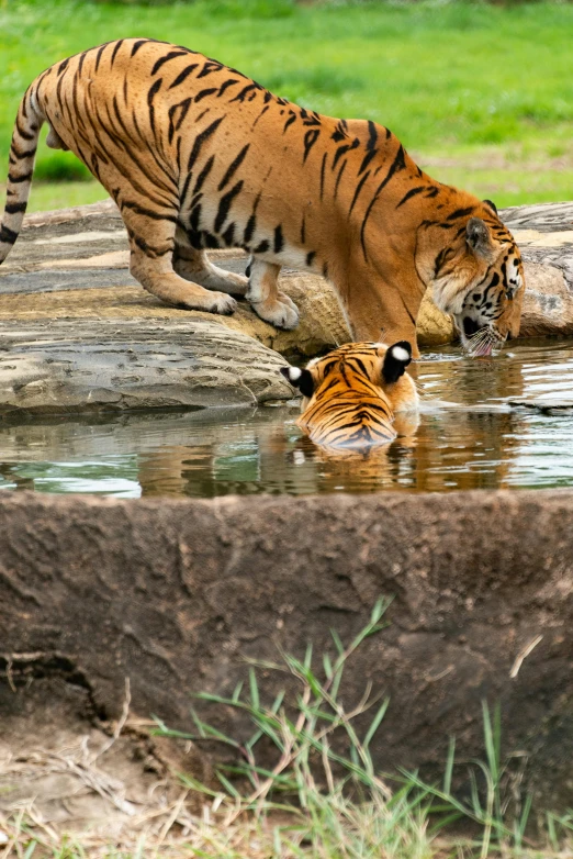 a tiger crossing a body of water with his paw in the water