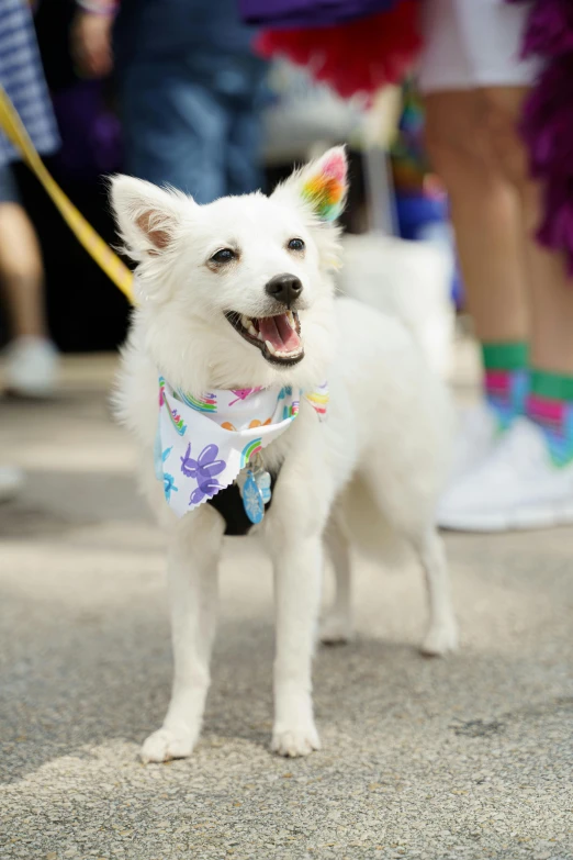 a small dog wearing a bandanna standing next to people