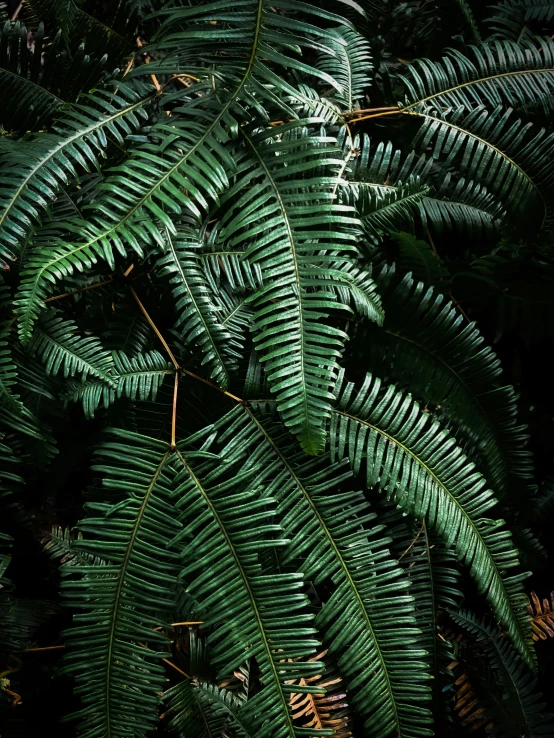 large green plant with many different green leaves