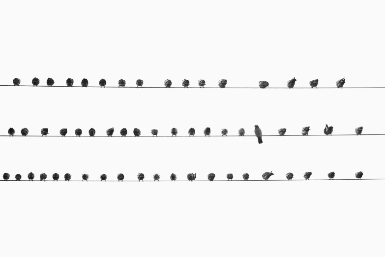 the image of birds on a wire, is in black and white