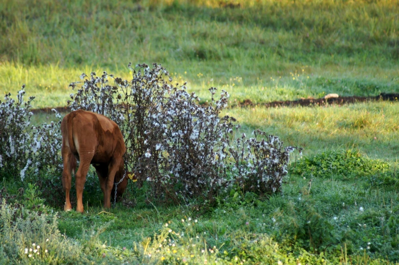 a brown horse standing in the middle of a field