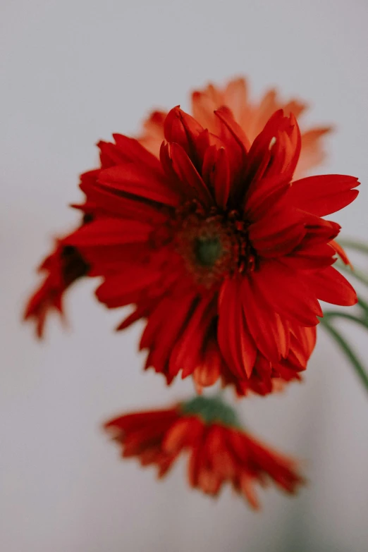 two red flowers in a vase on the table