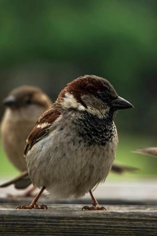 two little birds with different colors stand next to each other