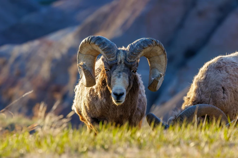 two rams are close together on a grassy plain